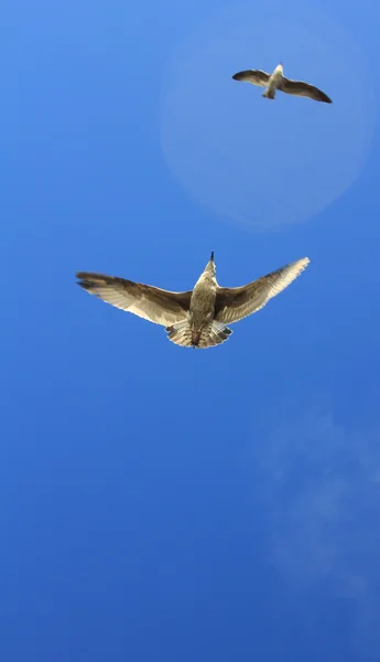 海鸥在蓝天上飞翔 — 图库照片
