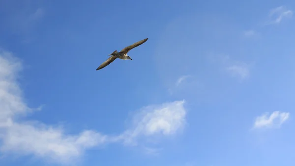 Seagulls flying over the blue sky — Stock Photo, Image