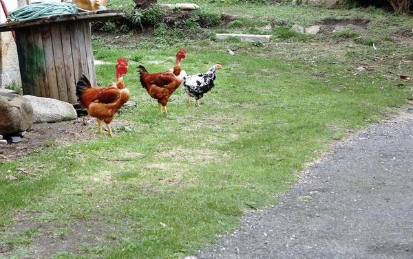 A mező szabad csirkék — Stock Fotó