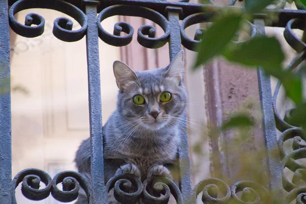 Duże oczy kota pokazał na balkon — Zdjęcie stockowe