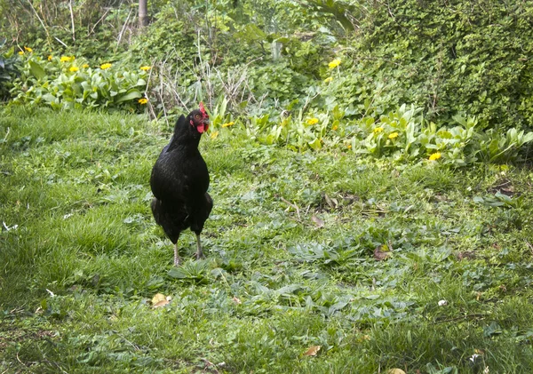 Цыплят без поля — стоковое фото