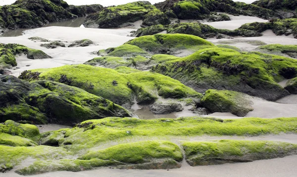 stock image Rocks full of seaweed at low tide from a beach