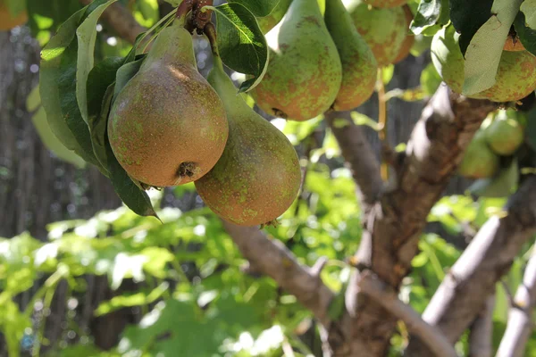 Ripe pears on the tree — Stock Photo, Image
