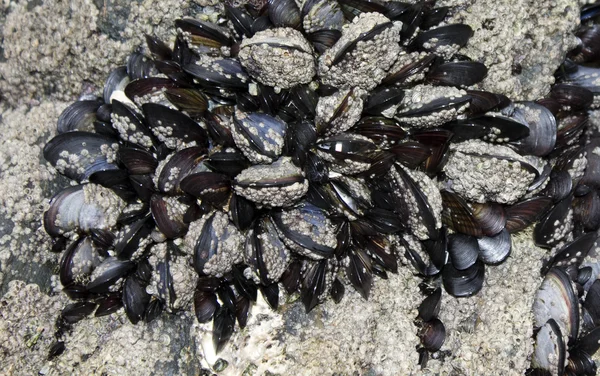 Mussels attached to rocks background — Stock Photo, Image