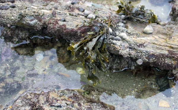 stock image Rocks of the coast with crystal clear waters