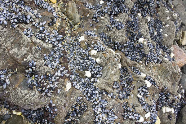 stock image Mussels attached to rocks background