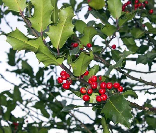 The natural holly tree — Stock Photo, Image