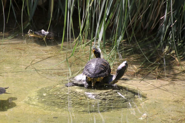 Schildpad rusten op een metgezel — Stockfoto