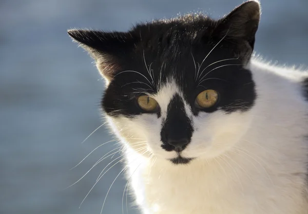 stock image Black and white cat by the sea