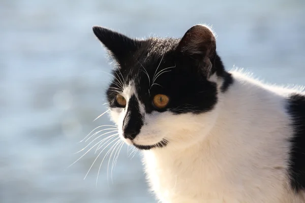 Czarno-biały kot nad morzem — Zdjęcie stockowe