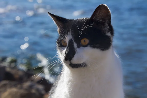 Black and white cat by the sea — Stock Photo, Image