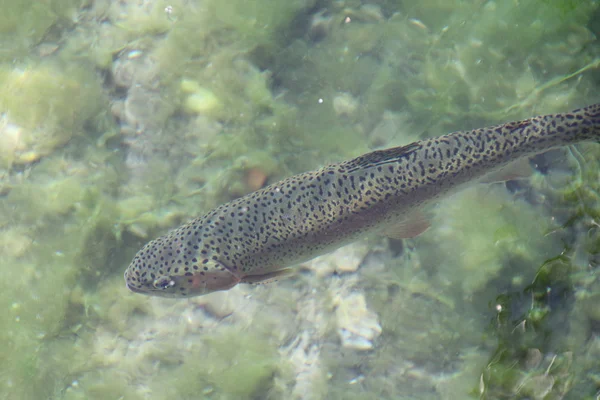 stock image Trout in the River