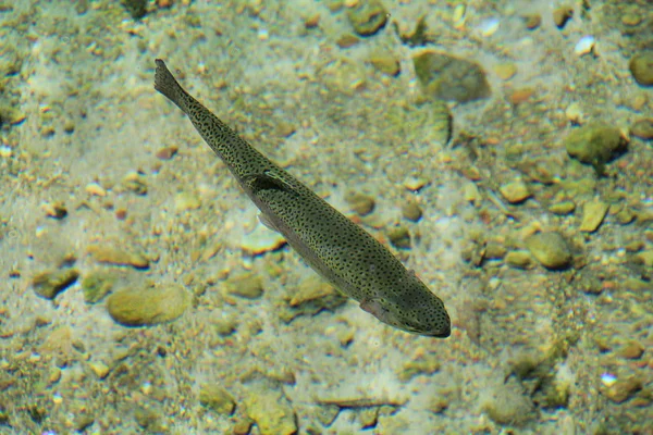 stock image Trout in the River