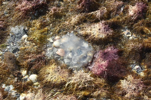 stock image Small jellyfish arrival at the beach by the tides