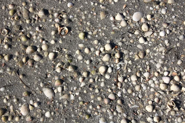Milhares de conchas no fundo da praia — Fotografia de Stock