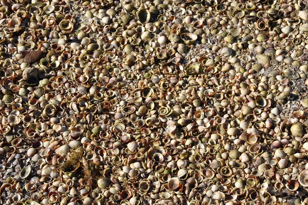 stock image Thousands of shells on the beach background