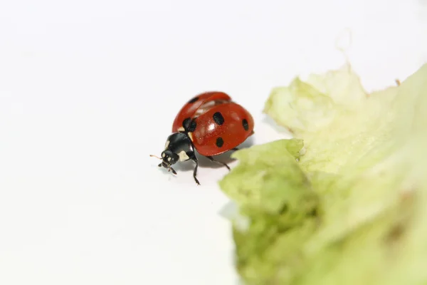 Ladybug eating in a green leaf — Stock Photo, Image