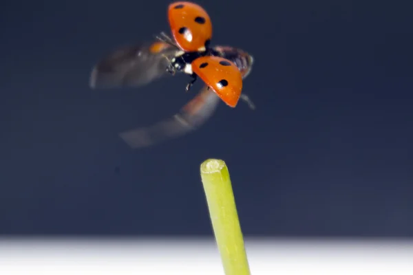 Mavi bir arka plan üzerinde uçan uğur böceği — Stok fotoğraf