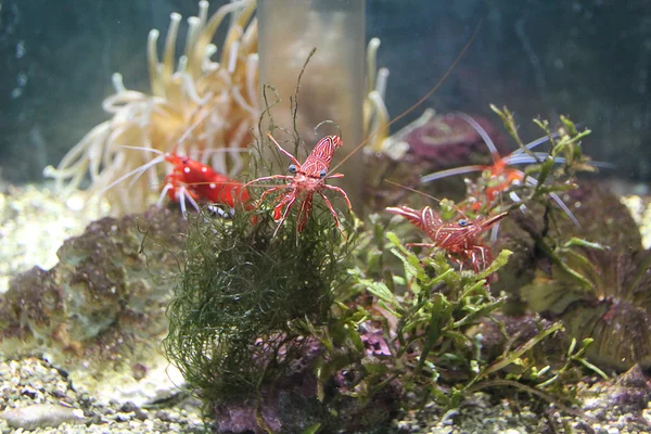 热带的颜色龙虾 — 图库照片