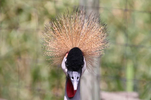 Beautiful and colorful Grey Crowned Crane — Stock Photo, Image