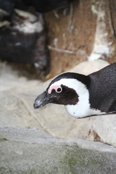 Magellanska pingviner sympatiska — Stockfoto