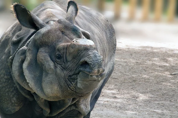 Rhinoceros impressive — Stock Photo, Image