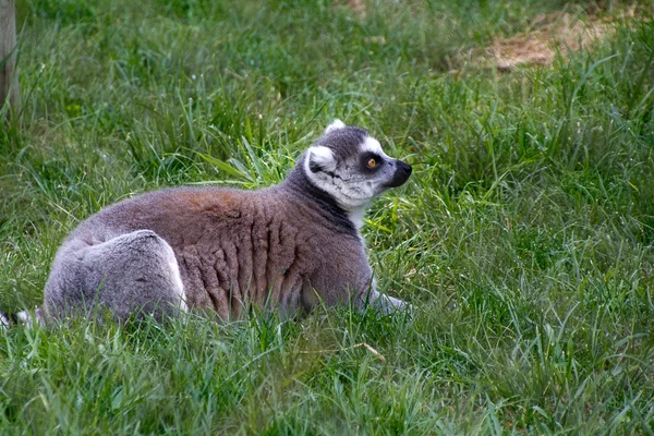 Lémure muito curioso — Fotografia de Stock