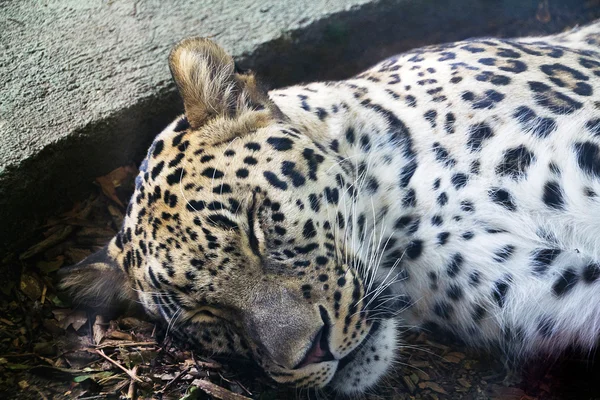 Sleeping after eating leopard — Stock Photo, Image