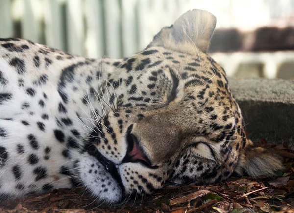 Sleeping after eating leopard — Stockfoto