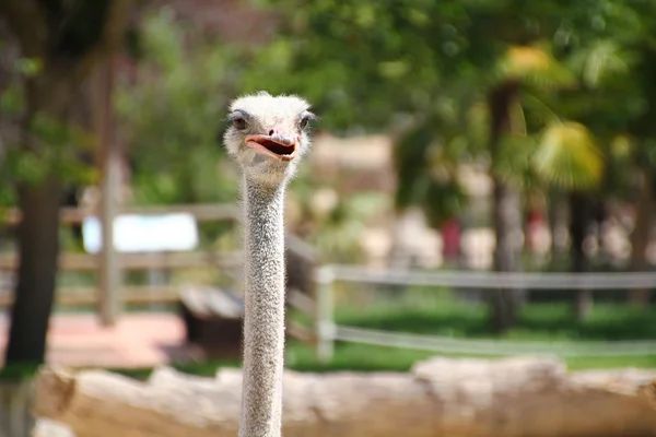 Struisvogel met nieuwsgierig look — Stockfoto