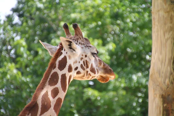 Primo piano di una giraffa — Foto Stock