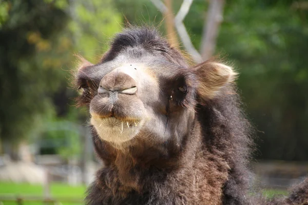 Stock image Closeup of a camel