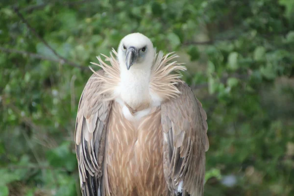Vulture common lurking — Stock Photo, Image