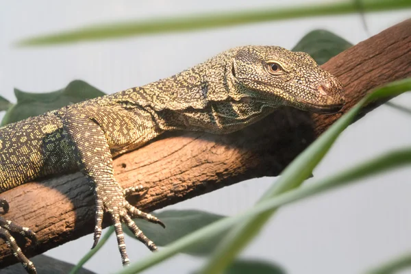 Great Green and black lizard — Stock Photo, Image