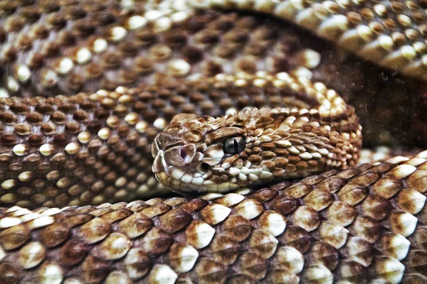 stock image Terrifying rattlesnake coiled