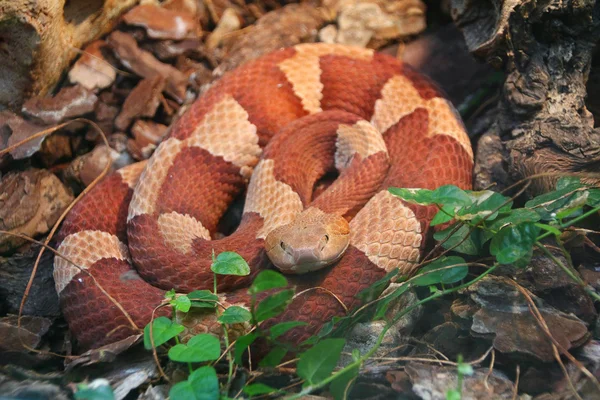 Inele roșii și albe șarpe — Fotografie, imagine de stoc