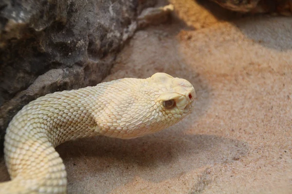 Büyük beyaz python — Stok fotoğraf
