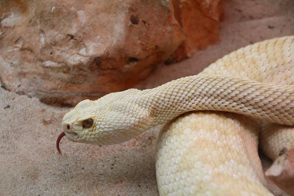 Stor vit python — Stockfoto
