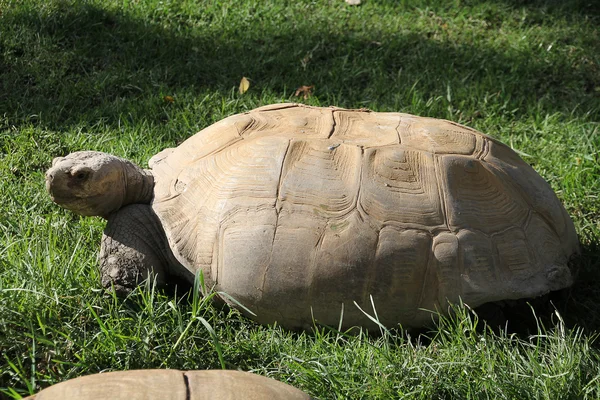 Enorme Afrikaanse schildpad — Stockfoto