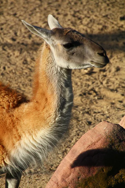 Lama du Pérou — Photo