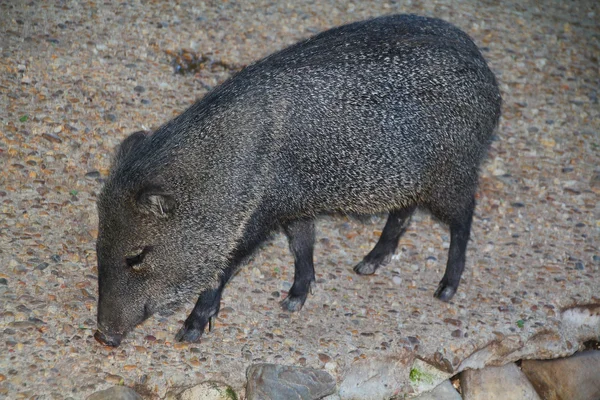 Iberian boars walking in the countryside — Stock Photo, Image