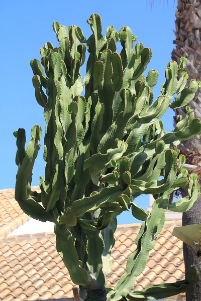 Stora gröna kaktus — Stockfoto