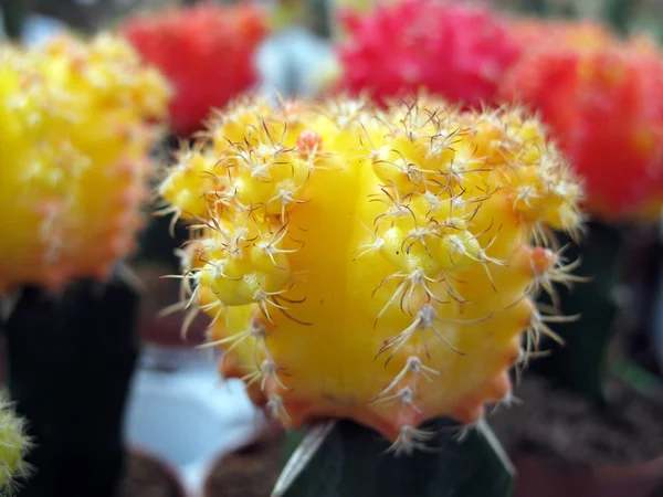 Piccolo cactus di molti colori — Foto Stock