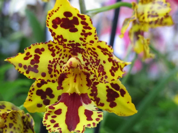 Stock image Beautiful orchid flowers in bright colors