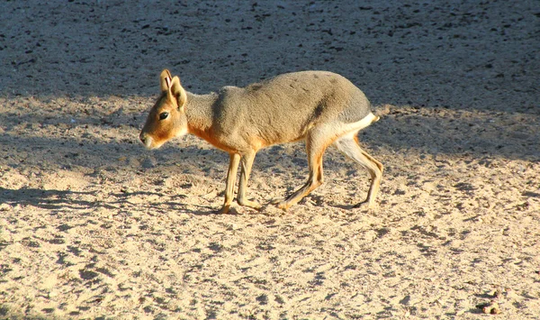 Królik zwierząt wymieszać i Kangur — Zdjęcie stockowe
