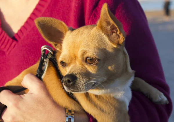 Young chihuahua in the arms of a woman Royalty Free Stock Photos