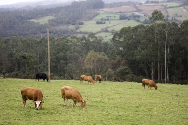 Yeşil bir çayırda otlayan inekler