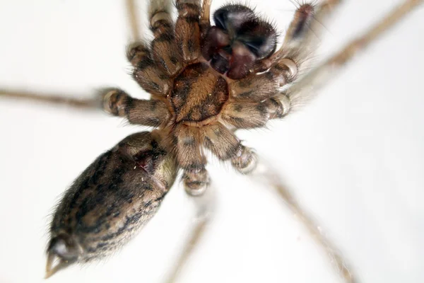 Presa perseguidora de aranha doméstica — Fotografia de Stock