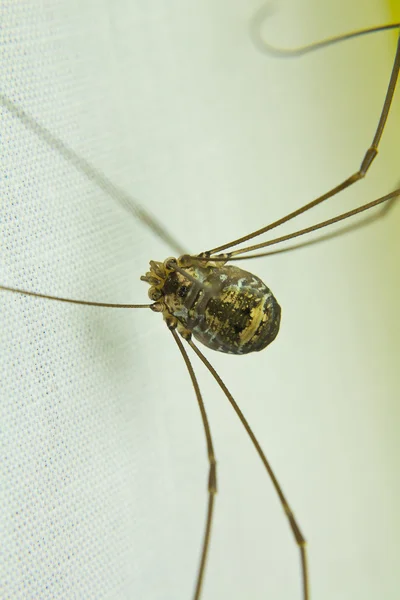 Grappige zelfgemaakte ronde lichaam en lange benen spider — Stockfoto