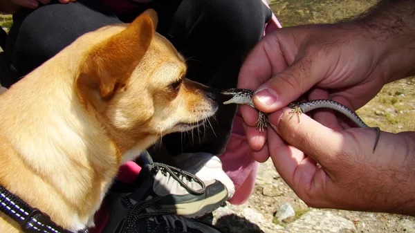 Chihuahua sniffing a lizard — Stock Photo, Image